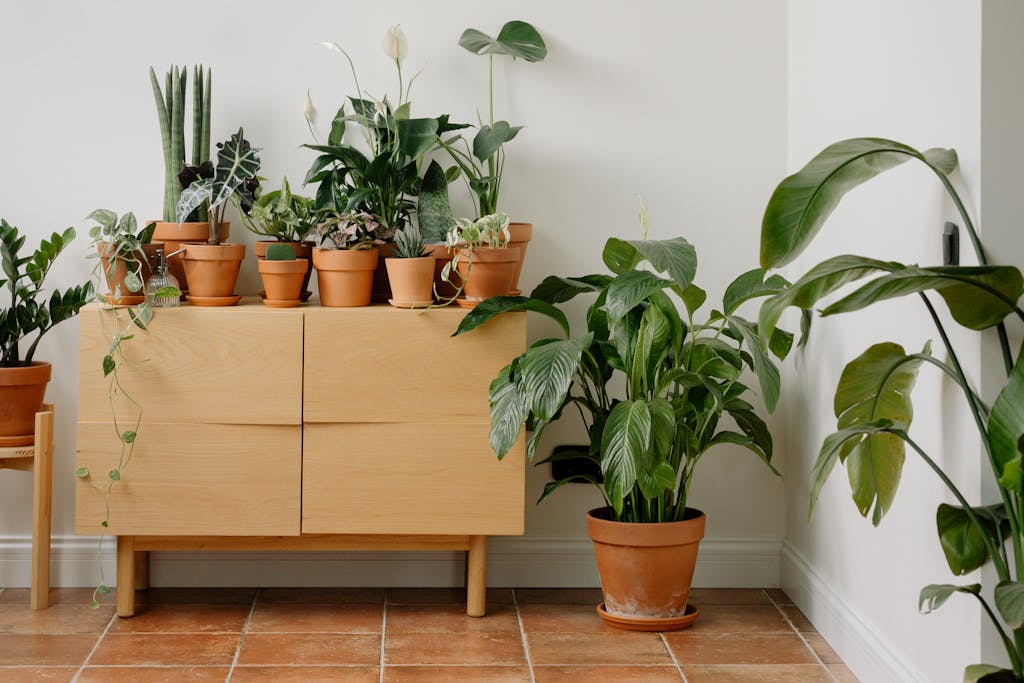 風水到底是迷信還是科學?風水大師釐清常見錯誤觀念 3 A stylish indoor display of various potted houseplants on a wooden cabinet, perfect for home gardening enthusiasts.