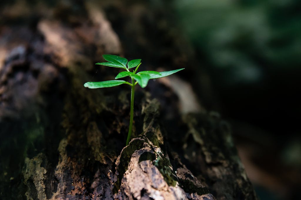為什麼我發起每週讚美挑戰?一個中產階級的慣習覺醒 5 A vibrant green seedling emerges from decaying wood, symbolizing nature's growth.